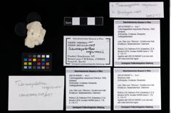 Foto (Objekt + Etikett) von Brachyura indet.  (NHMW-GEO-2007z0149-0407b)